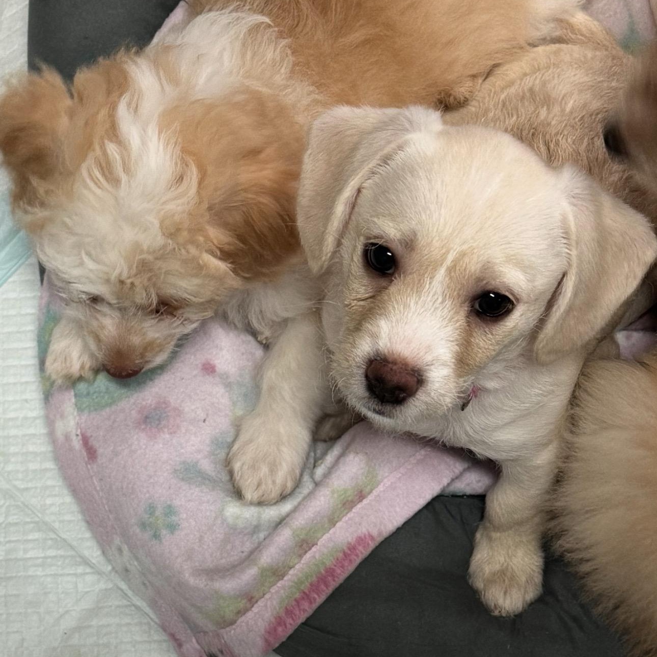 Enlarge Nugget, an adopted mixed breed in Vacaville, CA image 4/6