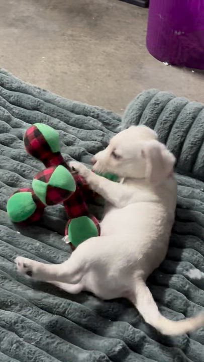Enlarge Nugget, an adopted mixed breed in Vacaville, CA video 6/6