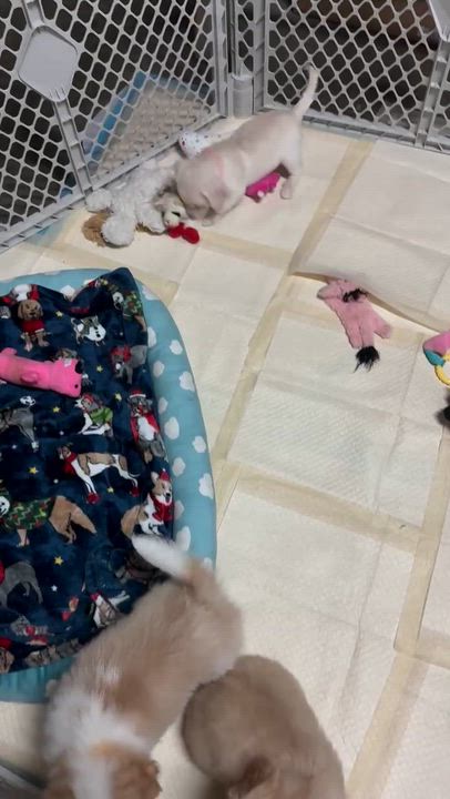 Enlarge Nugget, a ADOPTABLE mixed breed in Vacaville, CA video 5/5