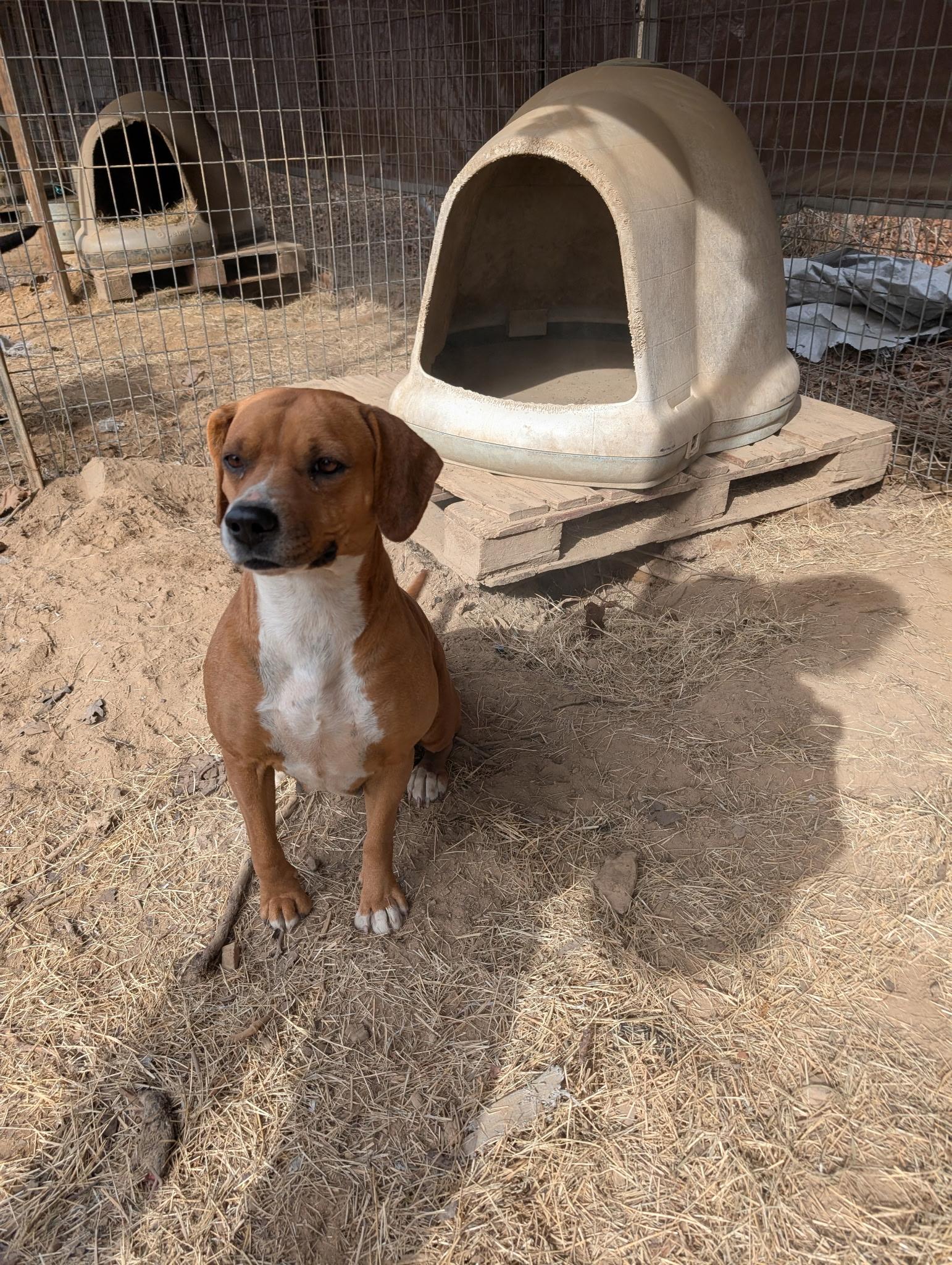 DIXIE, a ADOPTABLE mixed breed in Chicopee, MA image 4/5