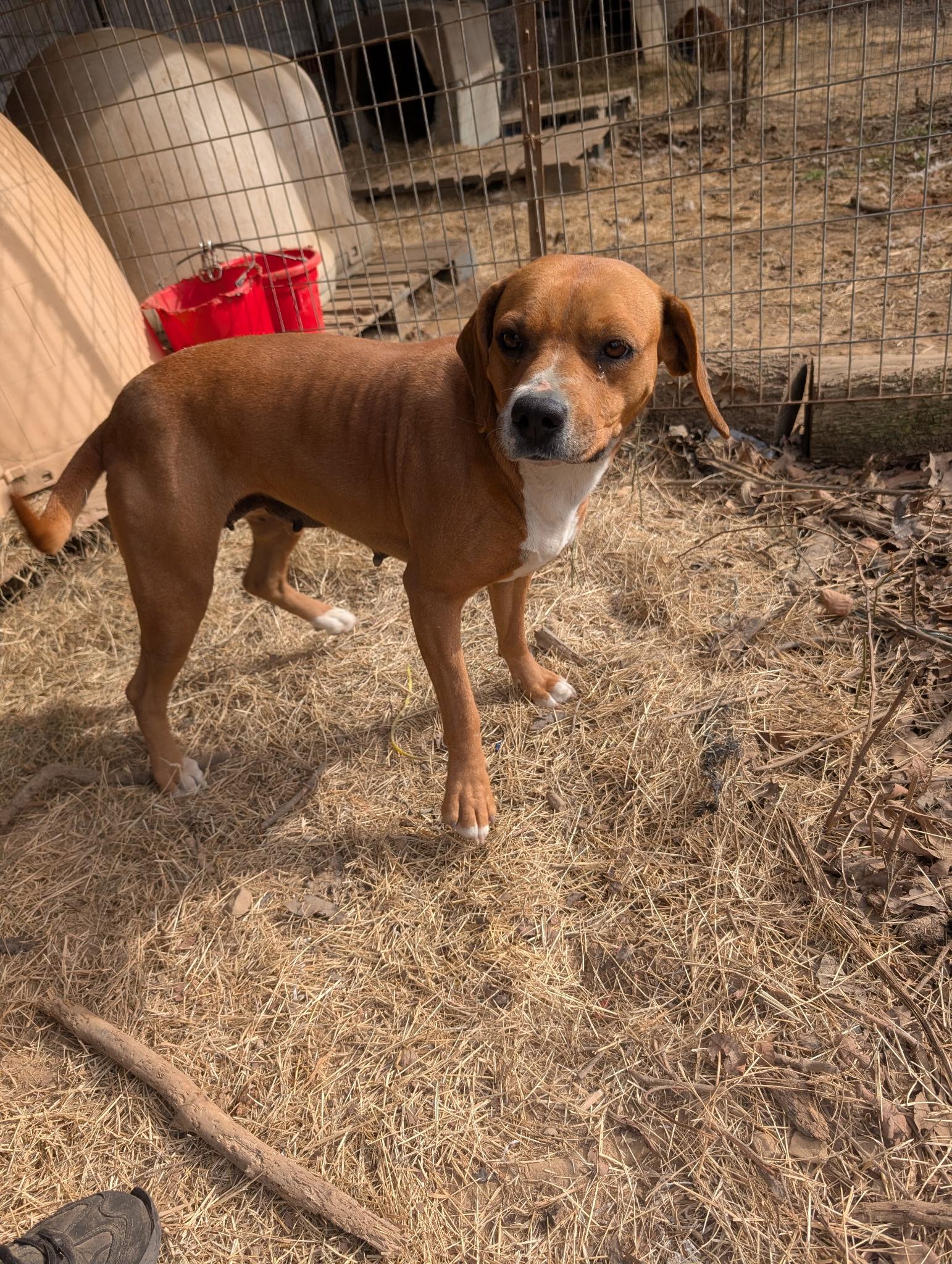 DIXIE, a ADOPTABLE mixed breed in Chicopee, MA image 5/5