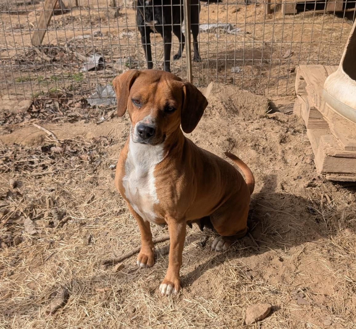 DIXIE, ADOPTABLE, Adult Female Beagle & Hound.