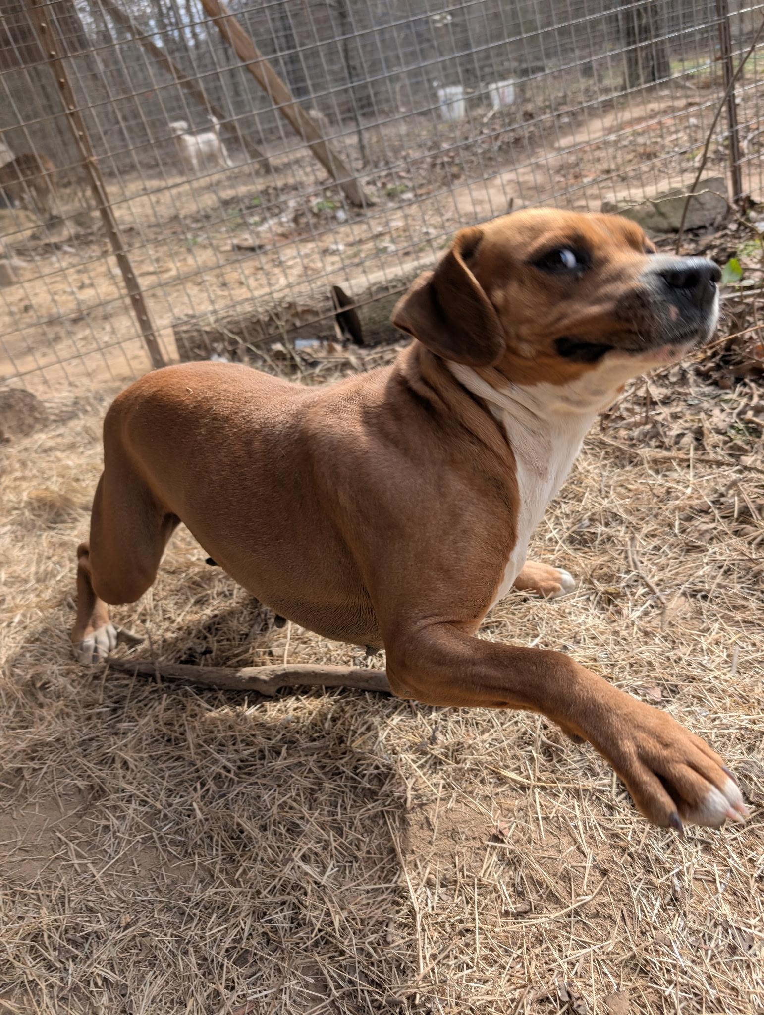 DIXIE, a ADOPTABLE mixed breed in Chicopee, MA image 3/5