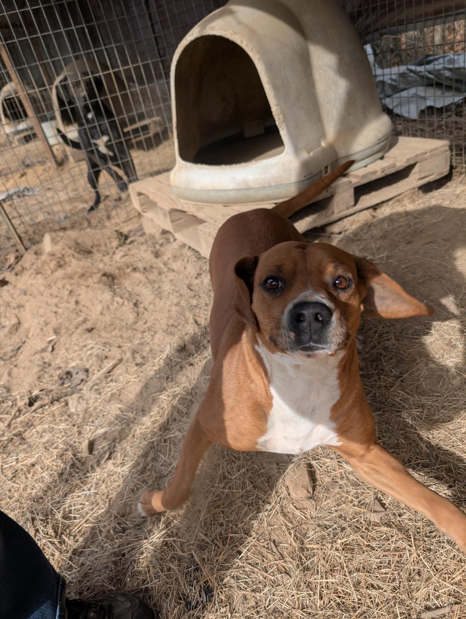 DIXIE, a ADOPTABLE mixed breed in Chicopee, MA image 2/5
