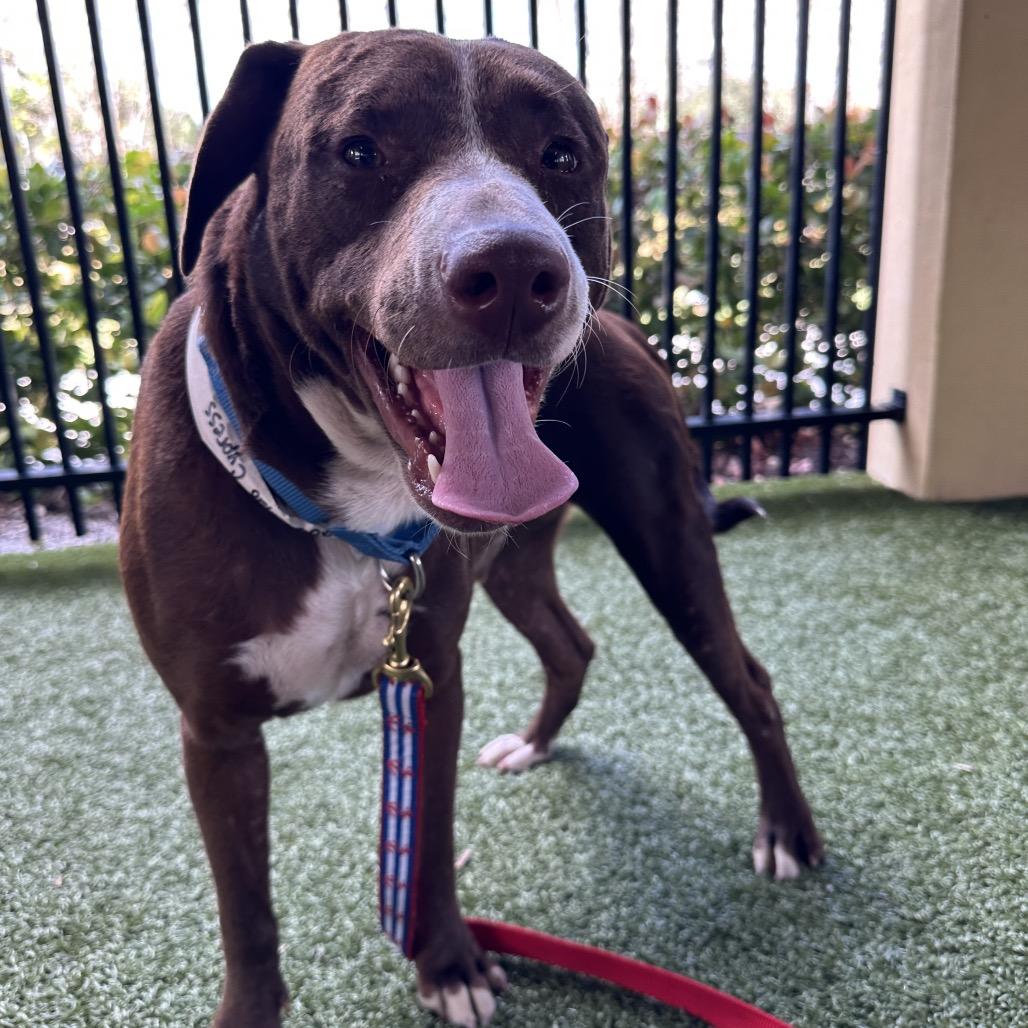 Enlarge Cypress, a Adoptable Mixed Breed in West Palm Beach, FL image 1/6