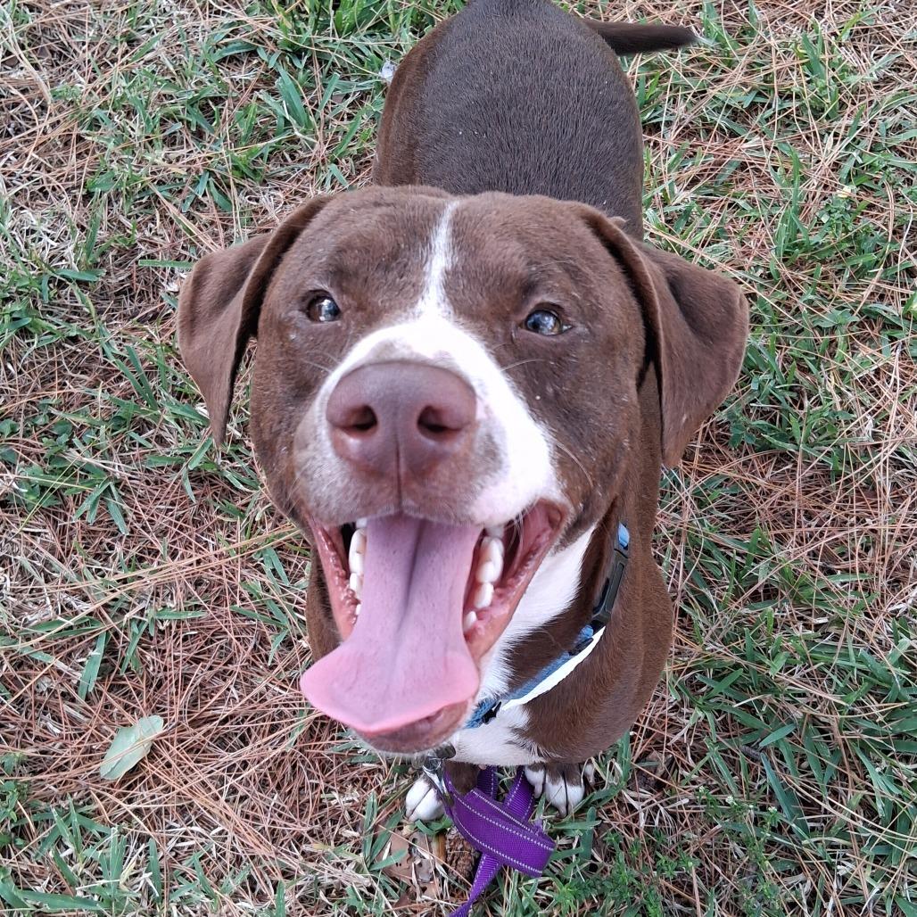 Enlarge Cypress, a Adoptable Mixed Breed in West Palm Beach, FL image 2/6