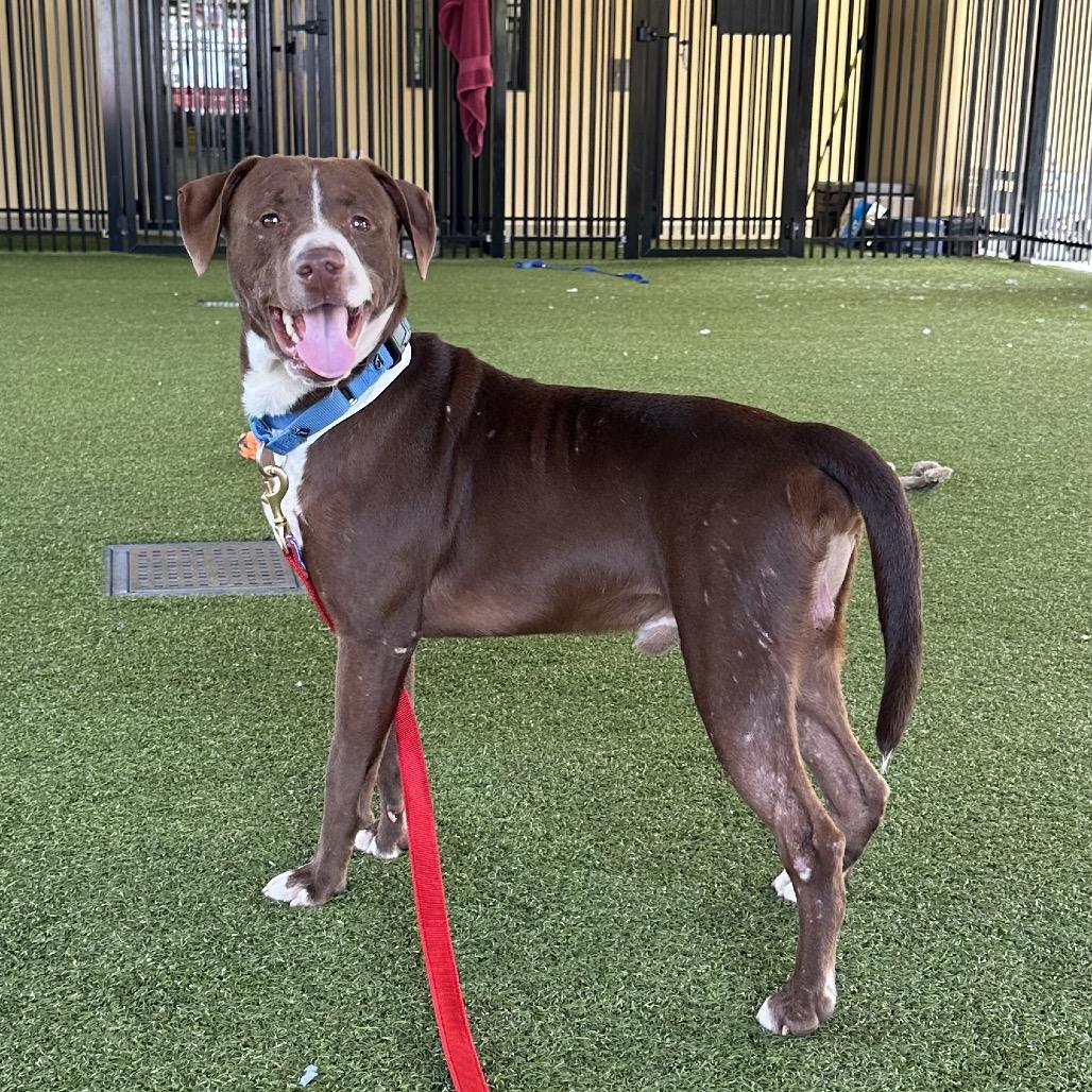 Enlarge Cypress, a Adoptable Mixed Breed in West Palm Beach, FL image 3/6