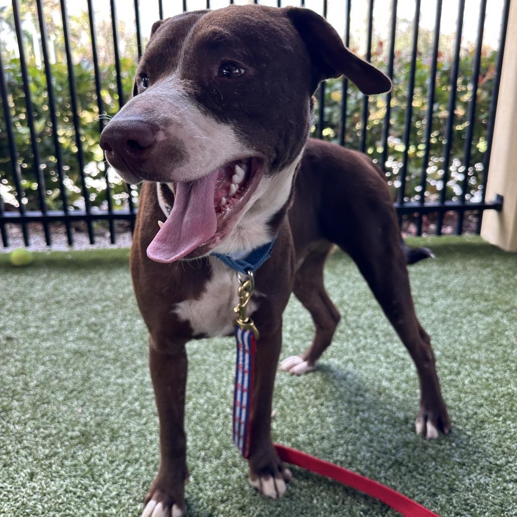 Enlarge Cypress, a Adoptable Mixed Breed in West Palm Beach, FL image 4/6