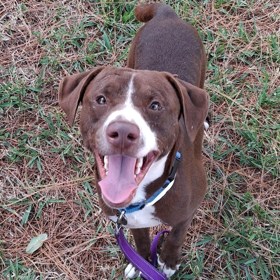 Enlarge Cypress, a Adoptable Mixed Breed in West Palm Beach, FL image 5/6