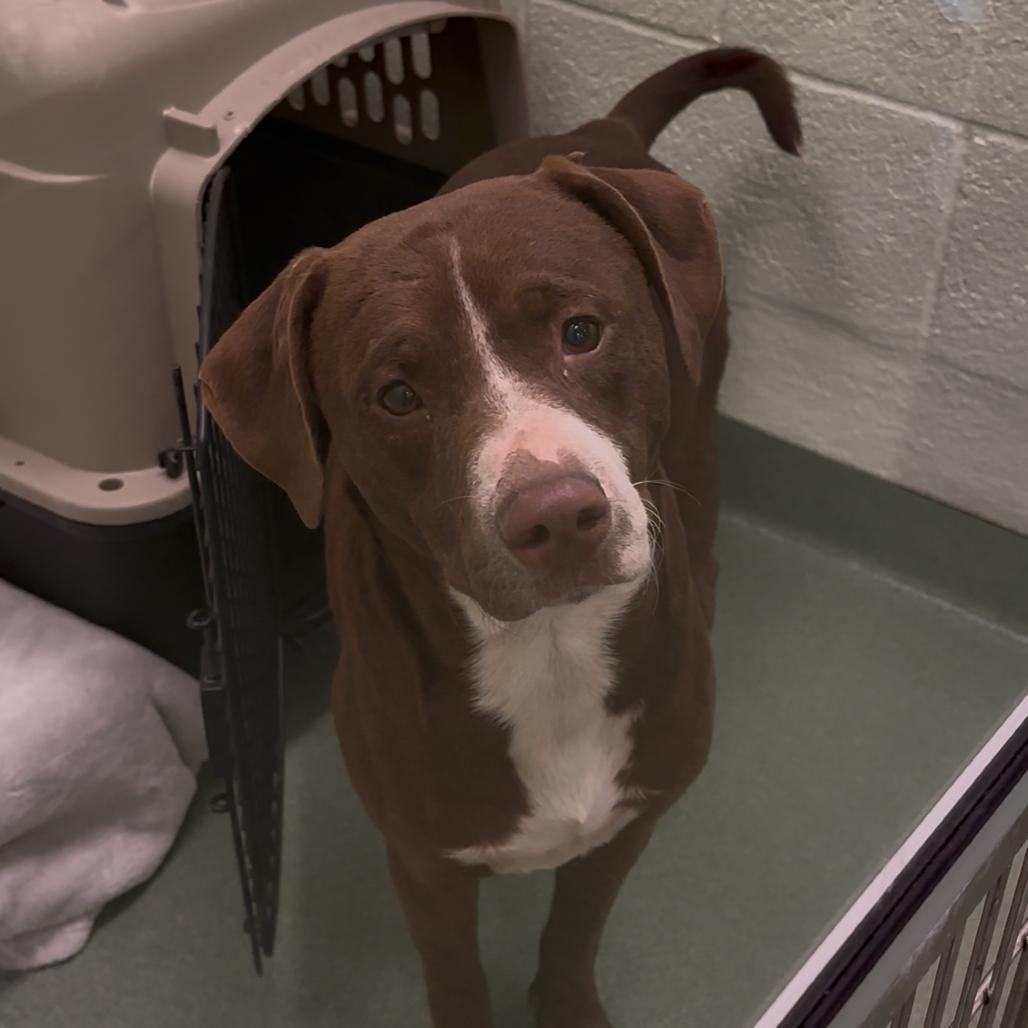 Enlarge Cypress, a Adoptable Mixed Breed in West Palm Beach, FL image 6/6