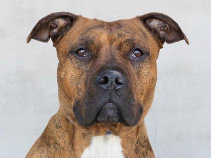 Karma, Adoptable, Young Female Mixed Breed & Mixed Breed.
