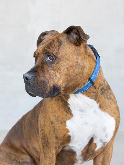Enlarge Karma, a Adoptable mixed breed in Longmont, CO image 2/3