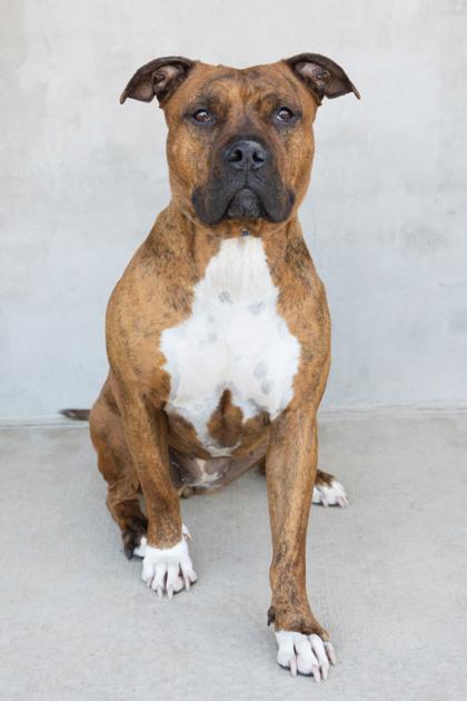 Enlarge Karma, a Adoptable mixed breed in Longmont, CO image 3/3