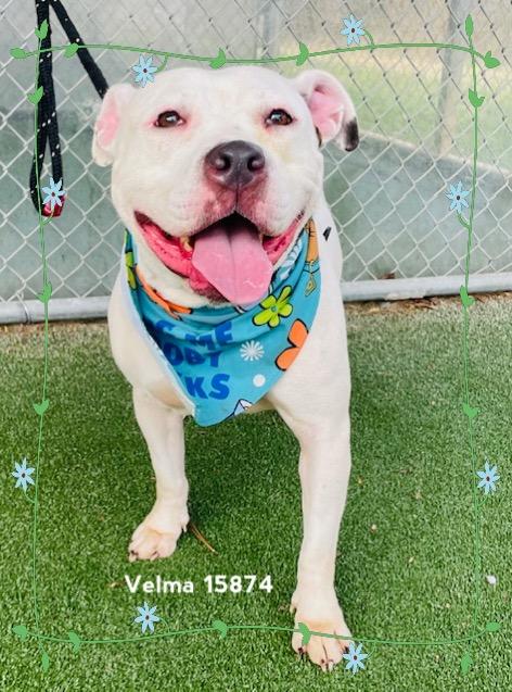 VELMA (see also GRACE) , ADOPTABLE, Young Female American Staffordshire Terrier & Labrador Retriever.