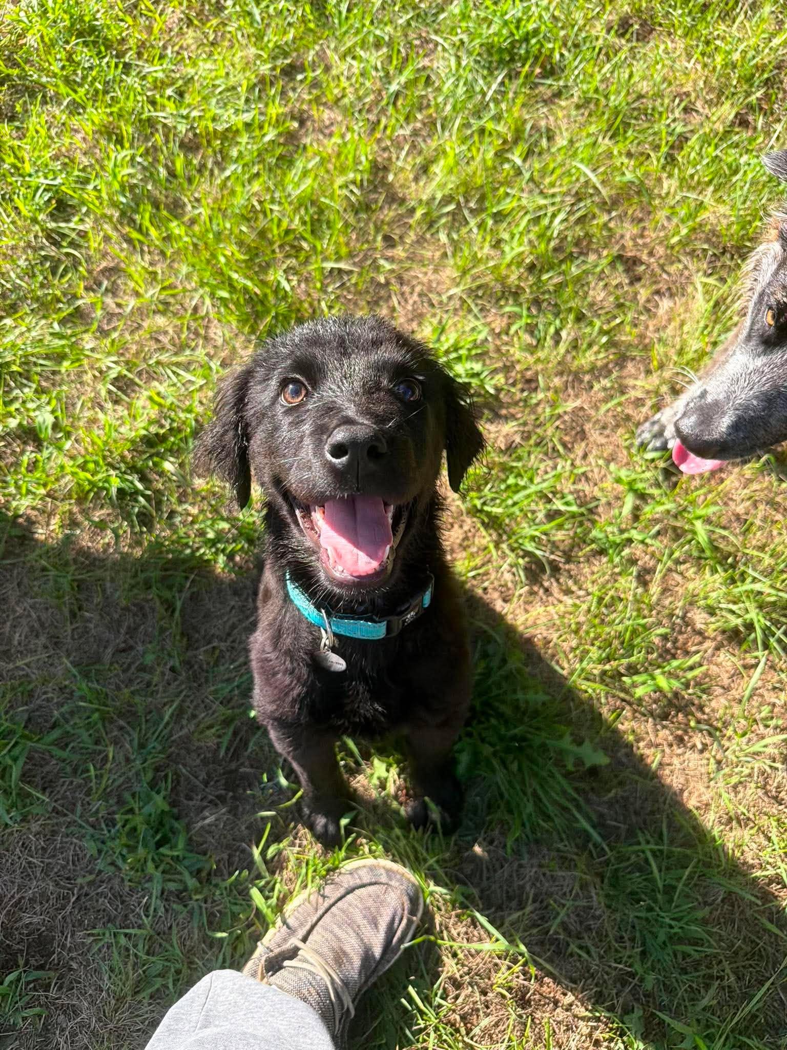 Arthur, adopted, Puppy Male Spaniel & Terrier.