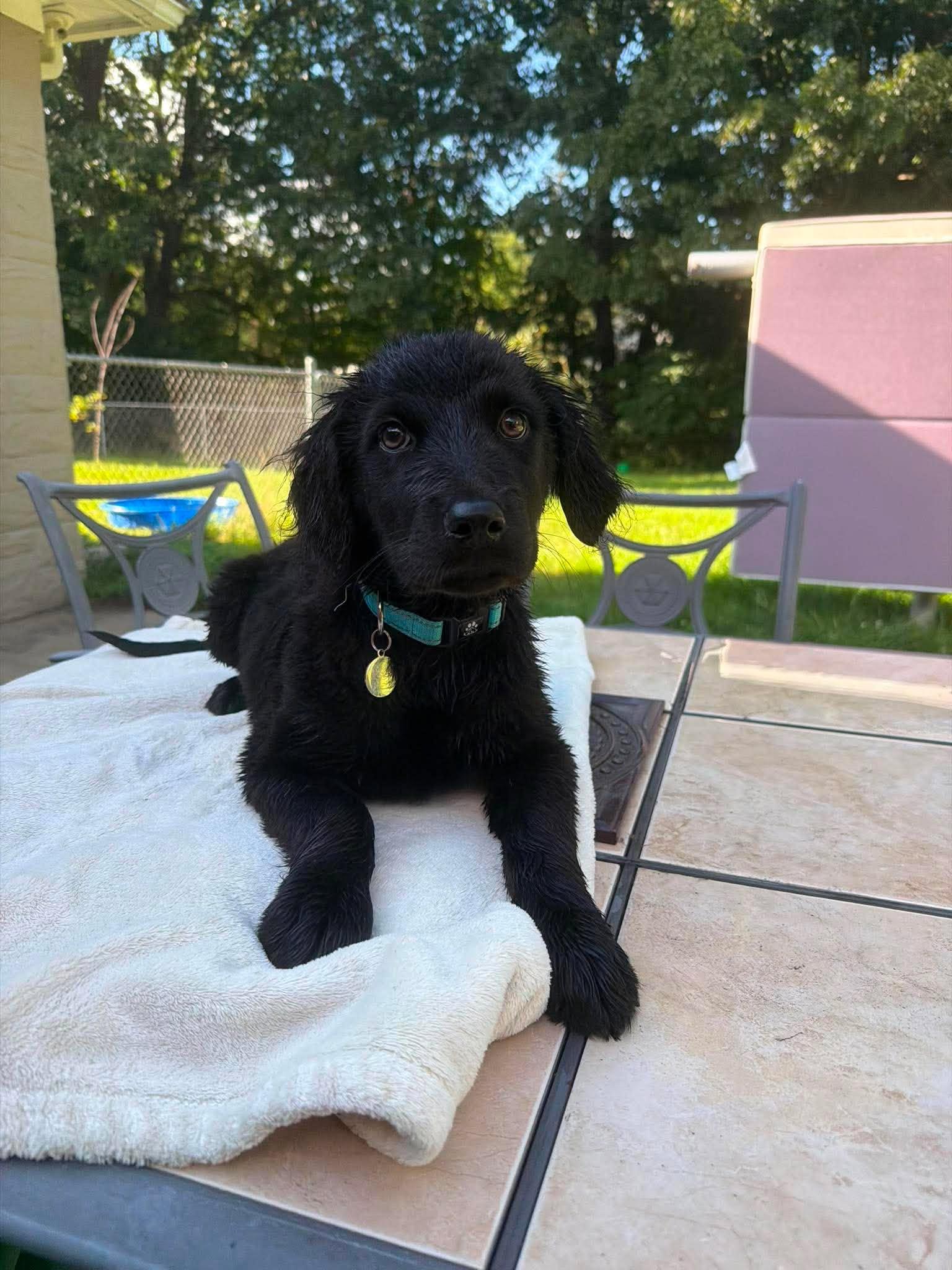 Arthur, an adopted mixed breed in Kalamazoo, MI image 2/6