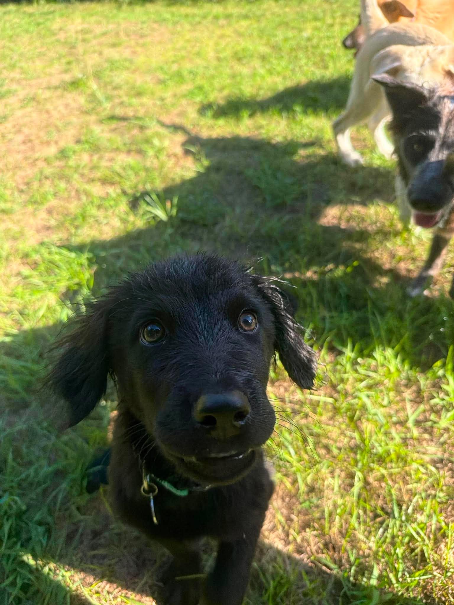 Arthur, an adopted mixed breed in Kalamazoo, MI image 3/6