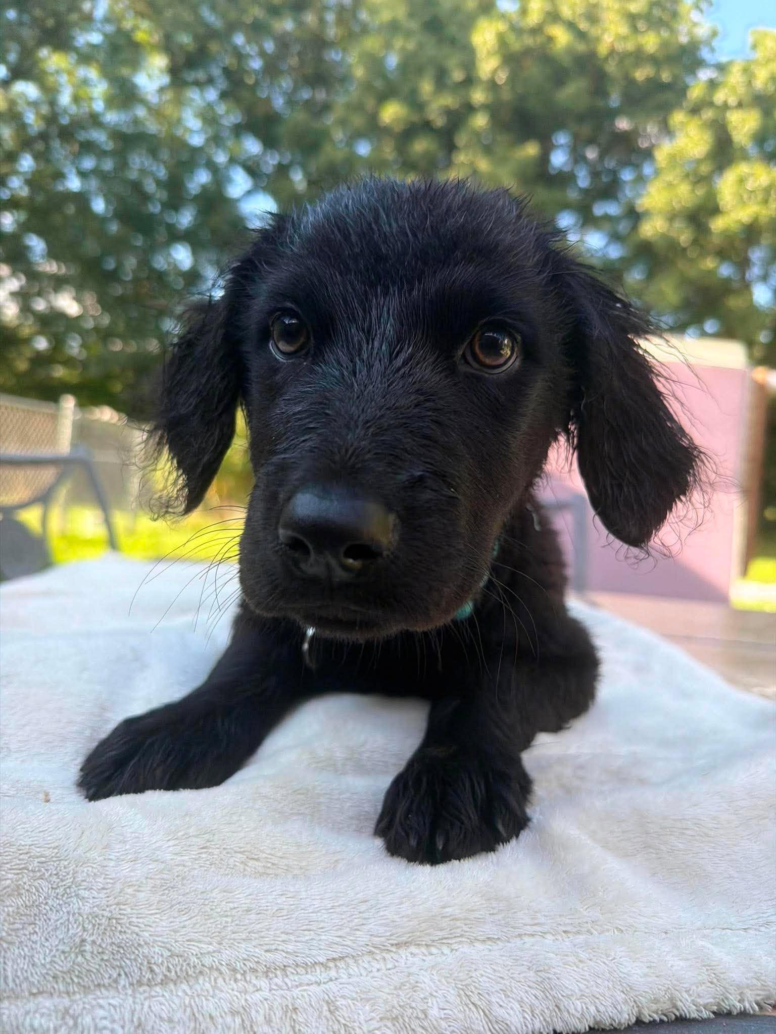 Arthur, an adopted mixed breed in Kalamazoo, MI image 6/6
