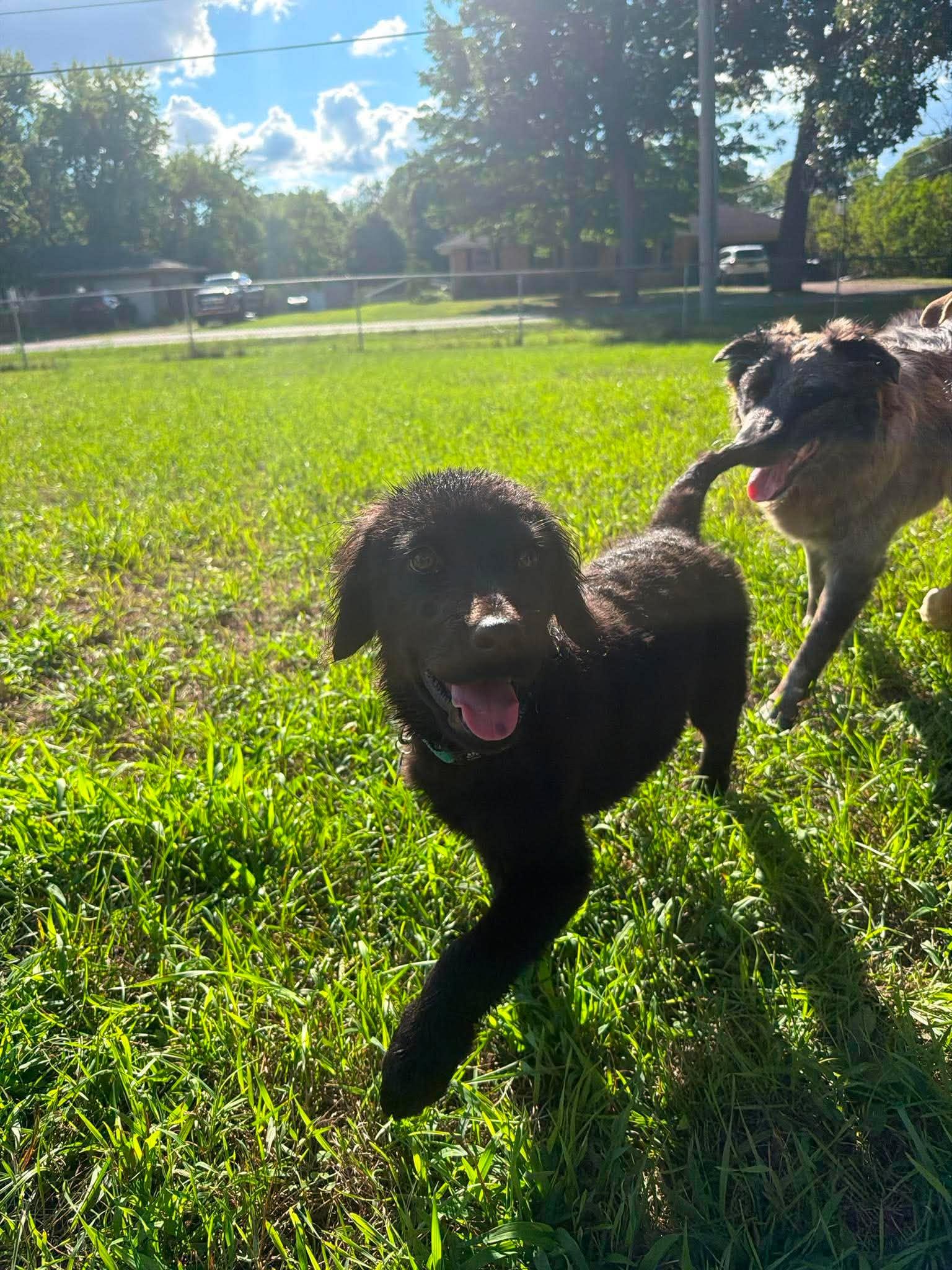 Arthur, an adopted mixed breed in Kalamazoo, MI image 5/6