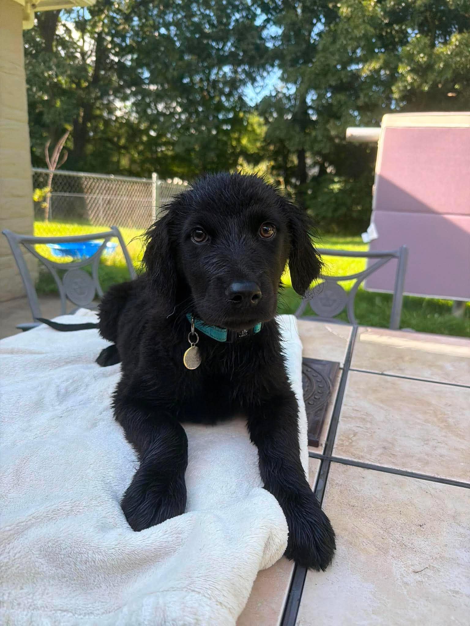 Arthur, an adopted mixed breed in Kalamazoo, MI image 4/6