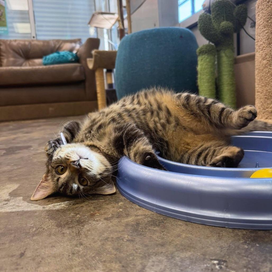 Enlarge *Tootsie, a Adoptable Domestic Short Hair in Huntsville, AL image 1/4