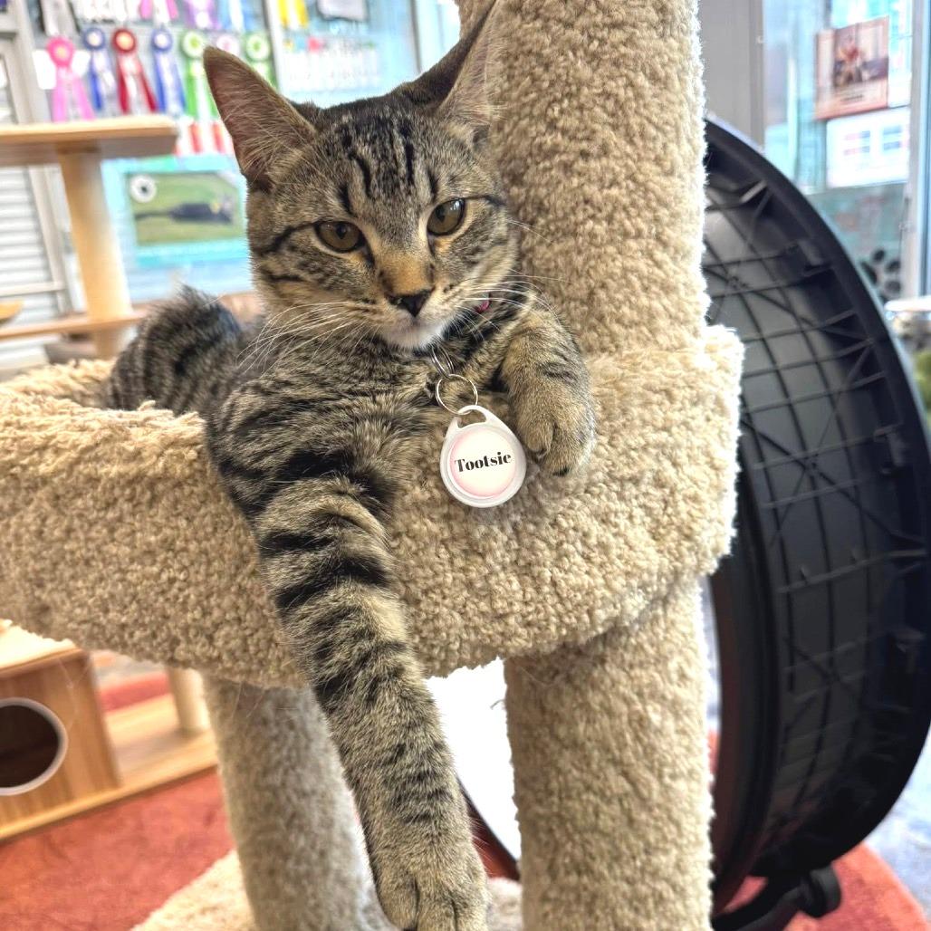 Enlarge *Tootsie, a Adoptable Domestic Short Hair in Huntsville, AL image 2/4