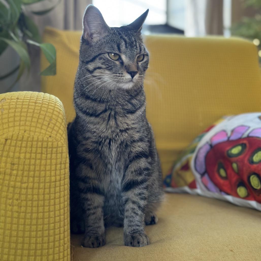 Enlarge *Tootsie, a Adoptable Domestic Short Hair in Huntsville, AL image 3/4