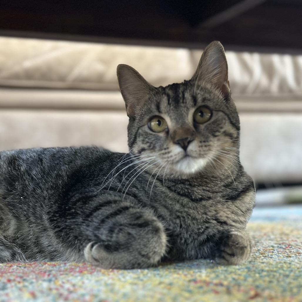 Enlarge *Tootsie, a Adoptable Domestic Short Hair in Huntsville, AL image 4/4