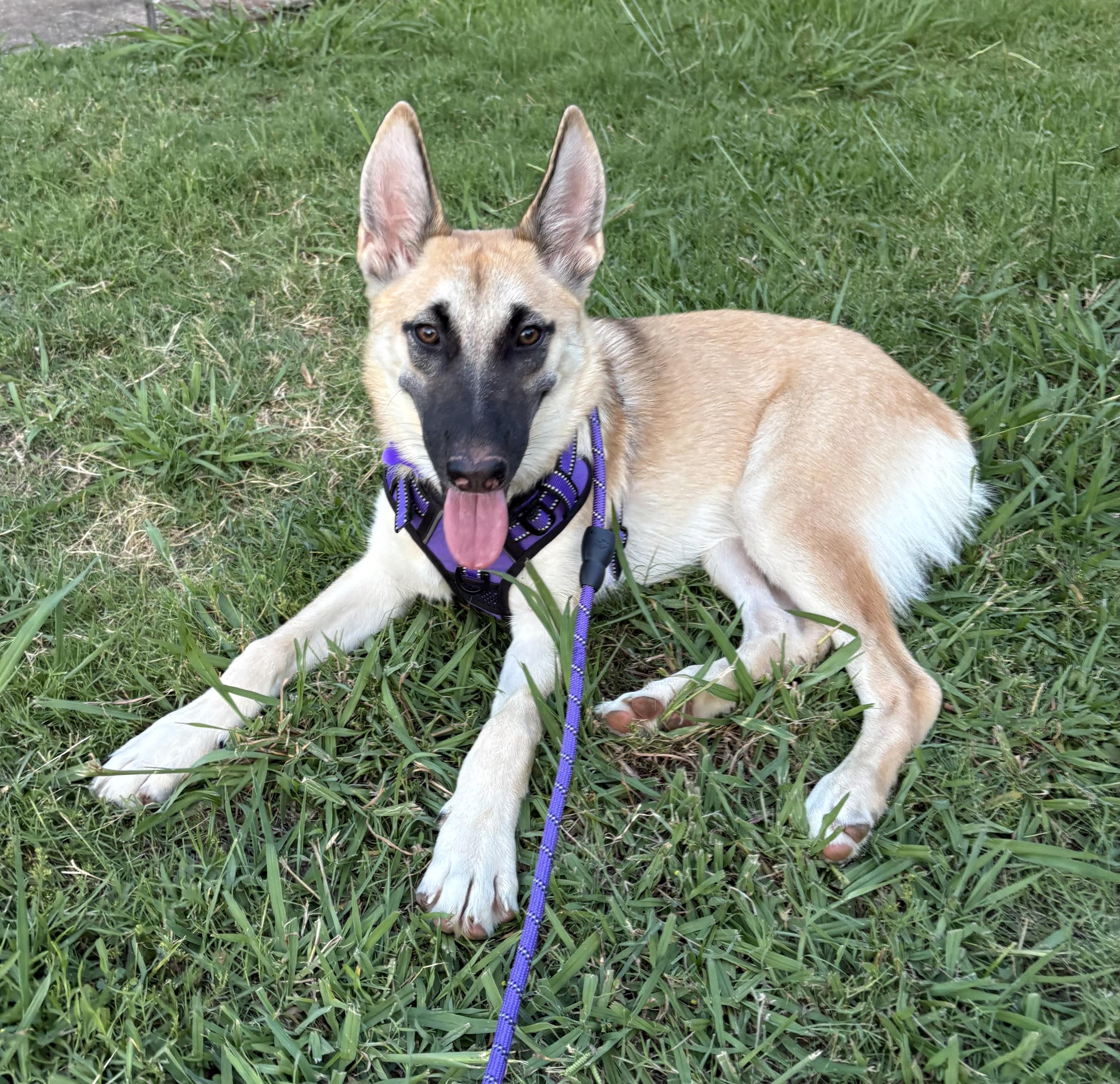 Enlarge Violet, a Adopted mixed breed in Southlake, TX image 1/6