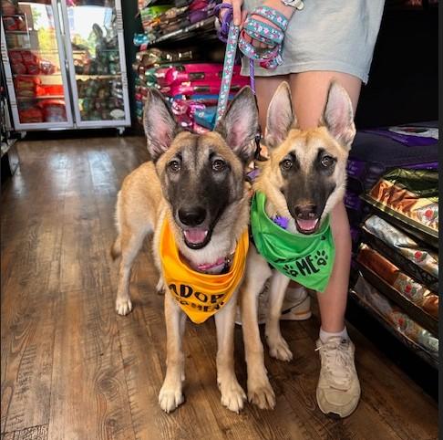 Enlarge Violet, a Adopted mixed breed in Southlake, TX image 3/6