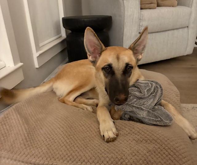 Enlarge Violet, a Adopted mixed breed in Southlake, TX image 6/6