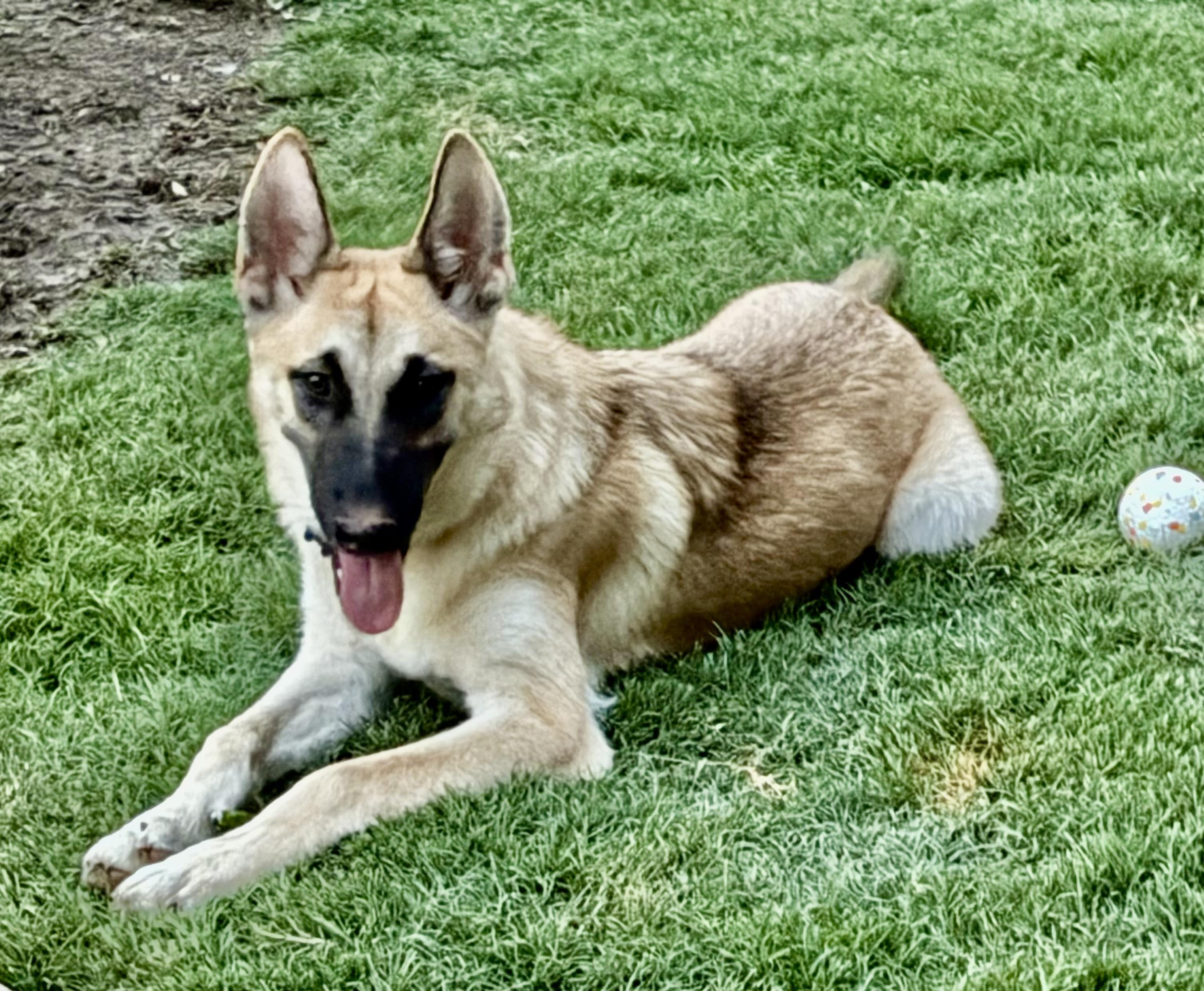 Enlarge Violet, a Adopted mixed breed in Southlake, TX image 5/6