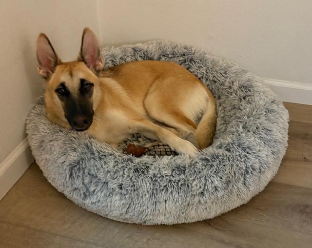 Enlarge Violet, a Adopted mixed breed in Southlake, TX image 4/6