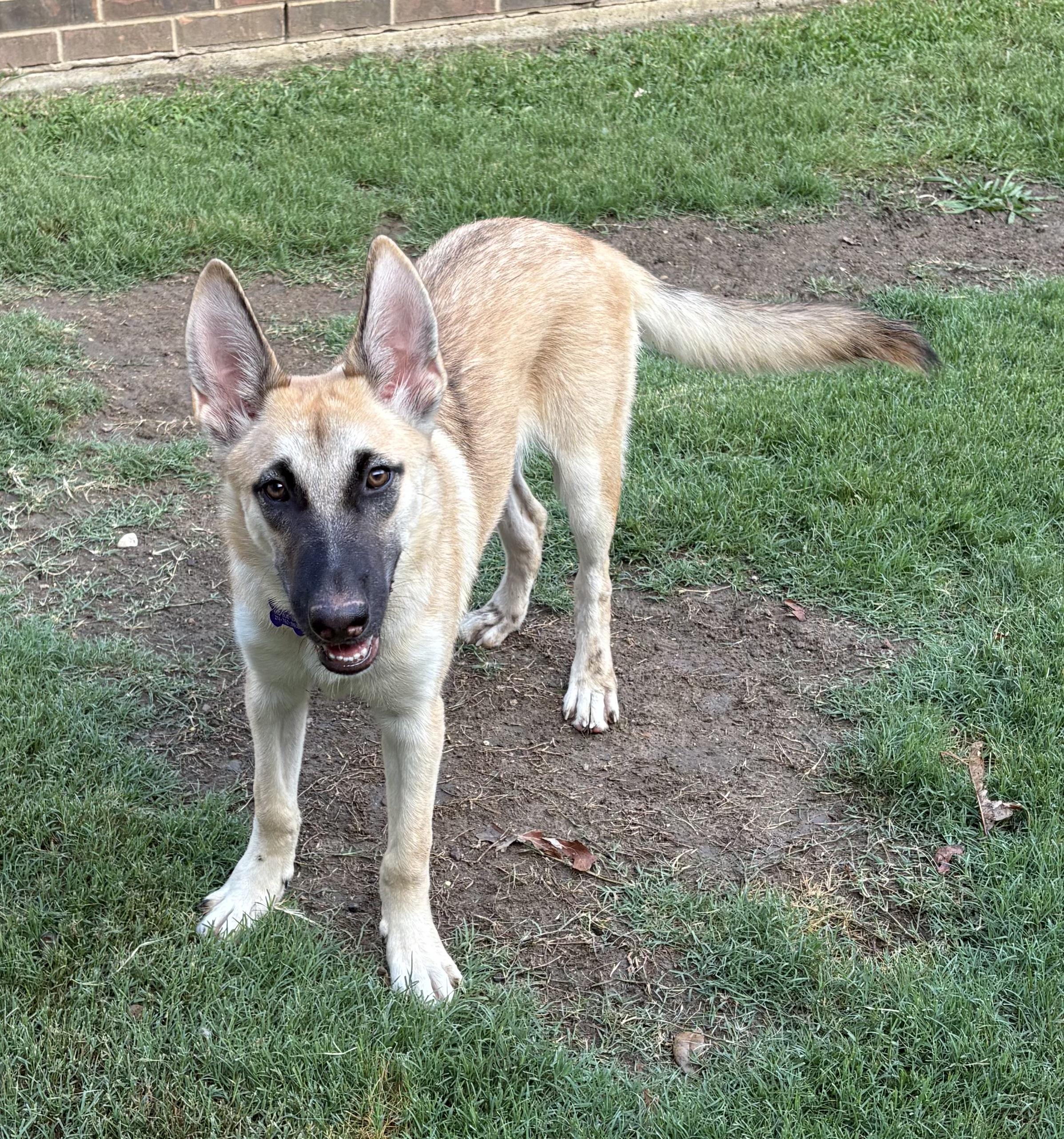 Enlarge Violet, a Adopted mixed breed in Southlake, TX image 2/6