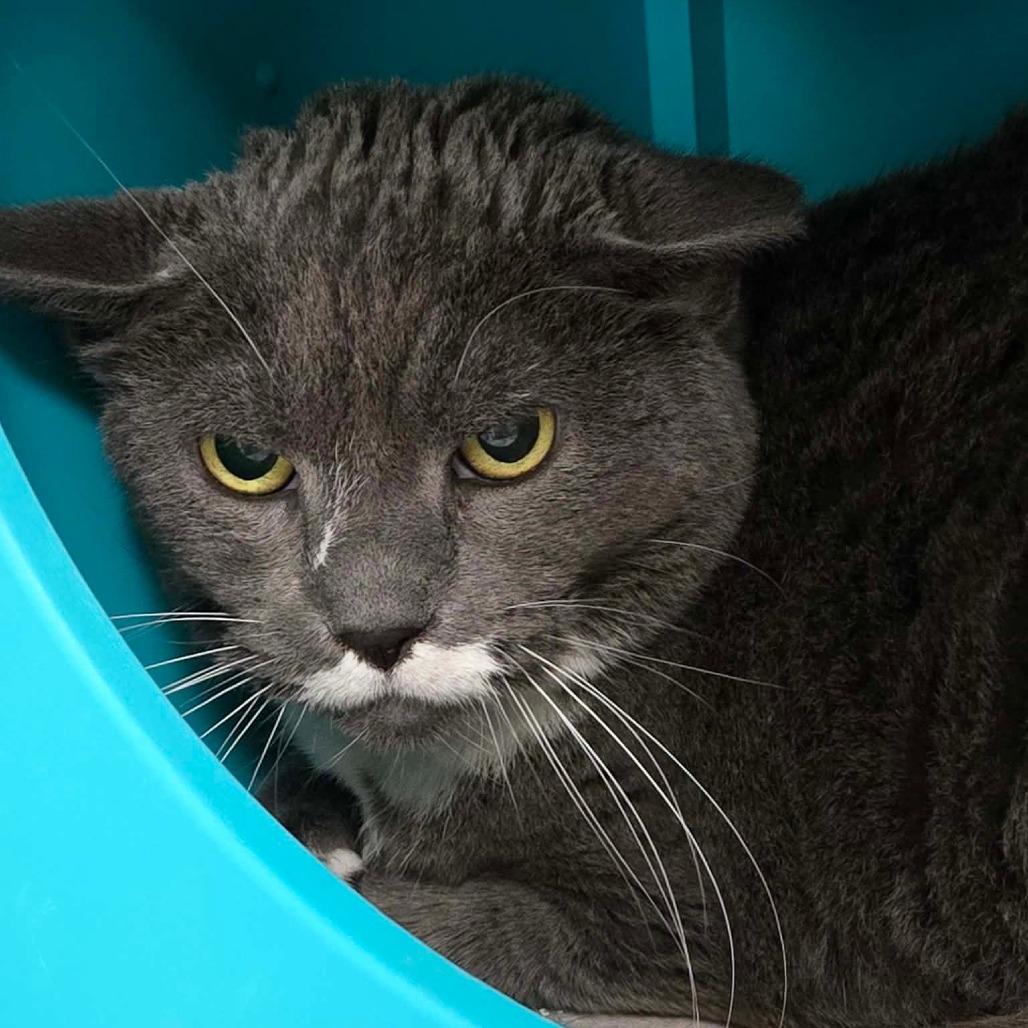 Lovebug, Adoptable, Senior Female Domestic Short Hair.