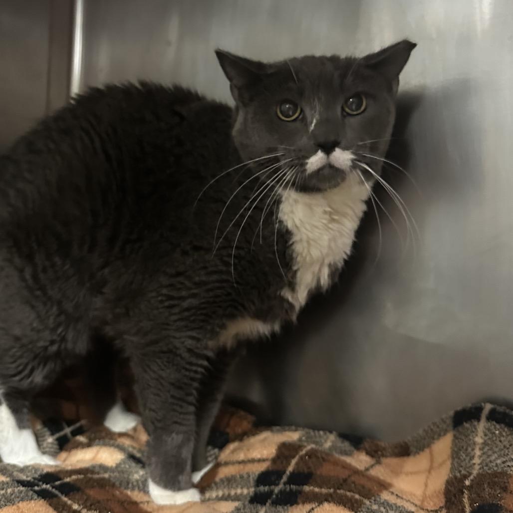 Lovebug, a Adoptable Domestic Short Hair in Titusville, FL image 2/3