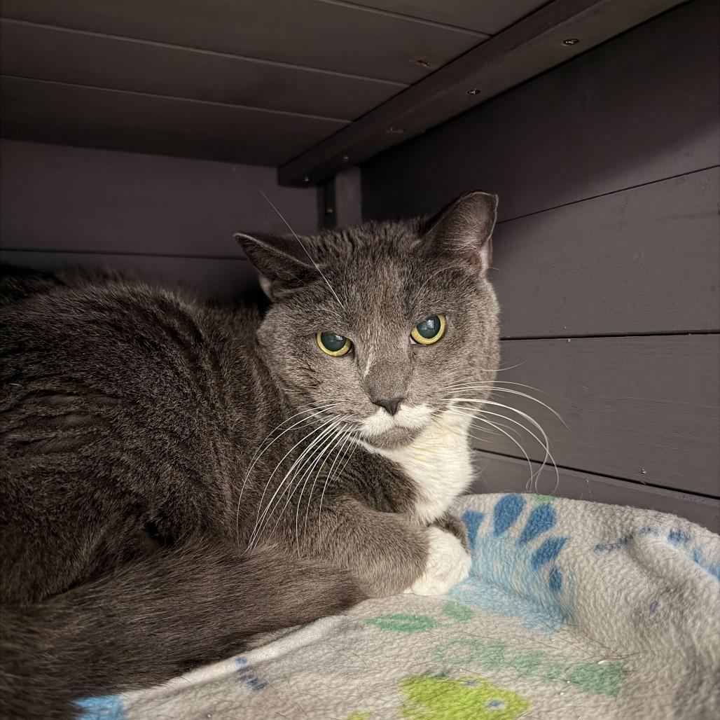 Lovebug, a Adoptable Domestic Short Hair in Titusville, FL image 3/3