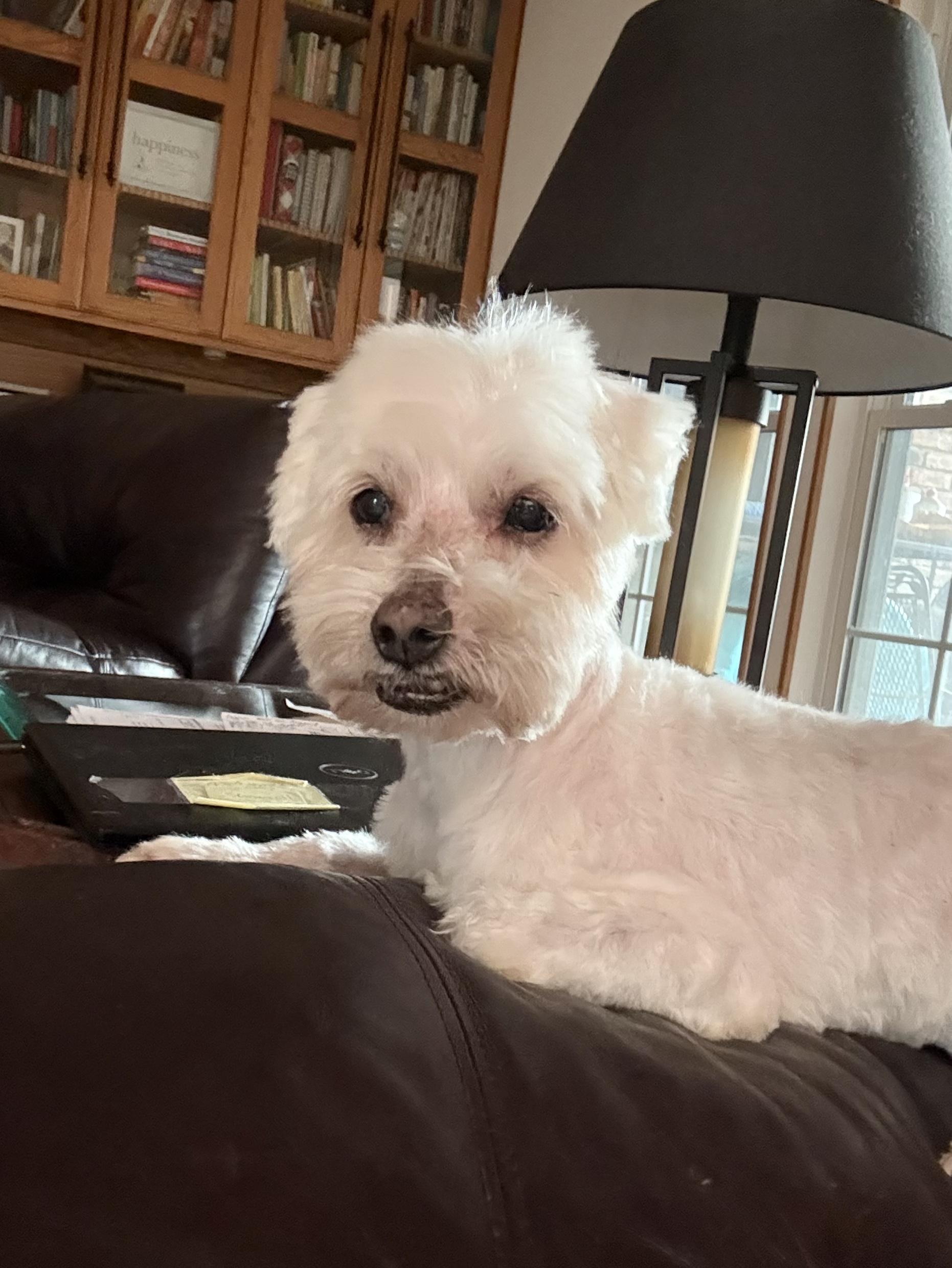 Princeton, Adoptable, Senior Male Maltese.