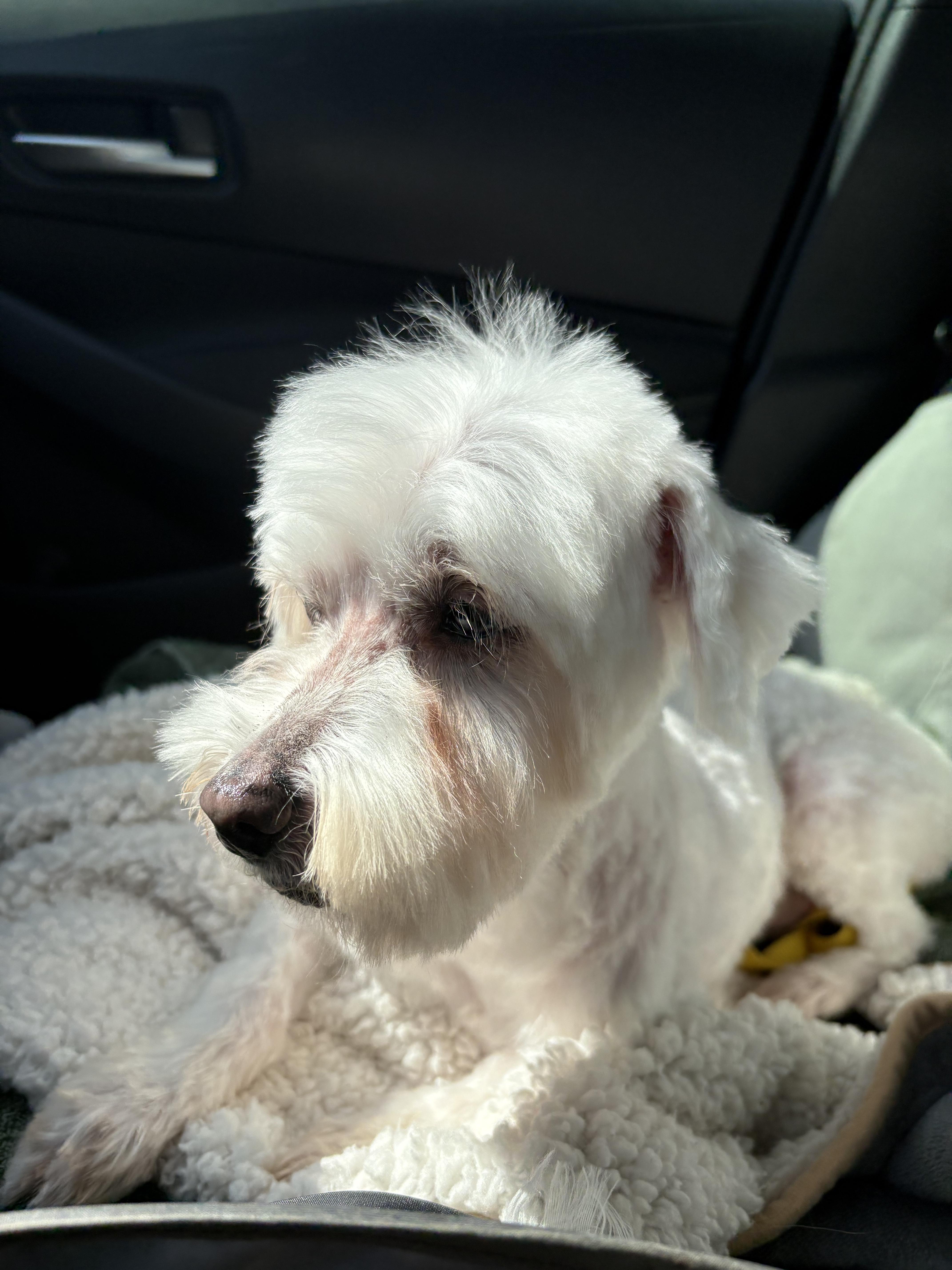Enlarge Princeton, a Adoptable mixed breed in Benbrook, TX image 3/3