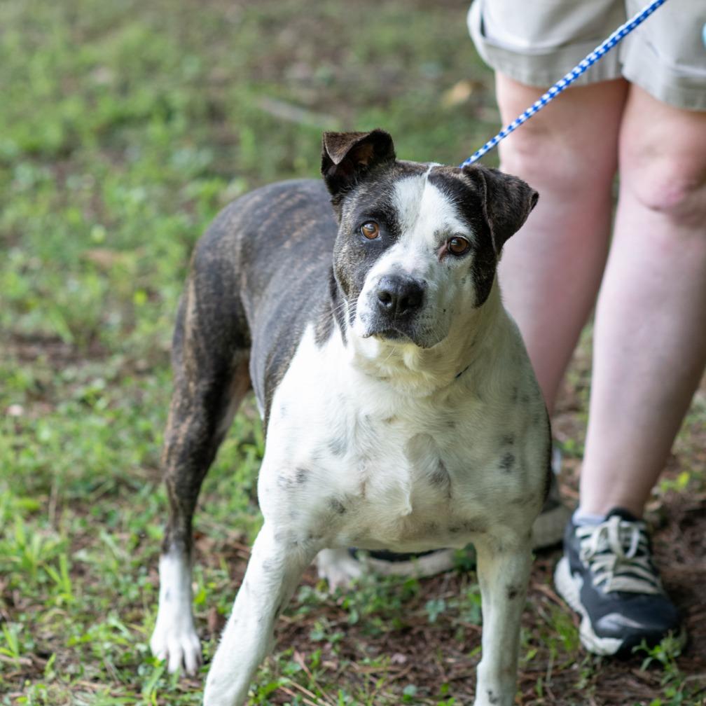 ELLEN-29998, a Adoptable mixed breed in Port Richey, FL image 1/3
