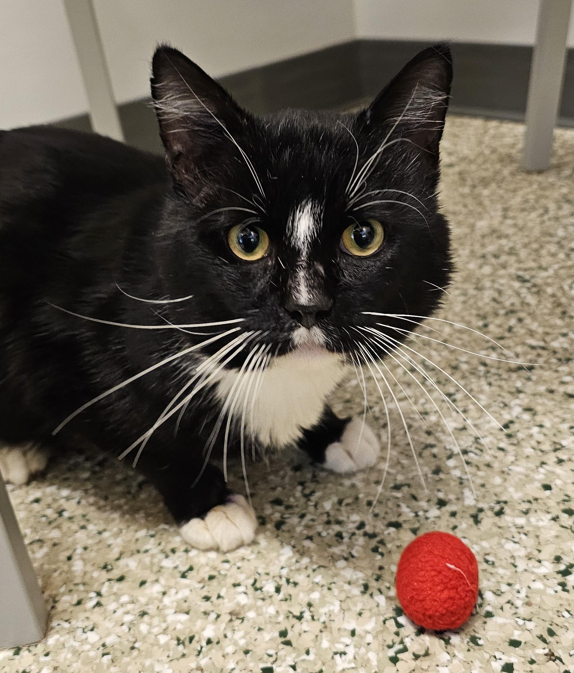 Bernard, adoptable, Adult Male Domestic Short Hair.