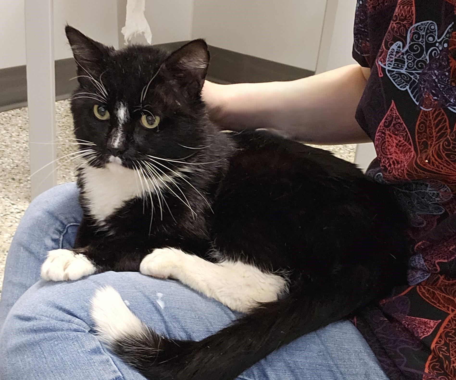 Bernard, an adoptable Domestic Short Hair in Cedar Rapids, IA image 5/6