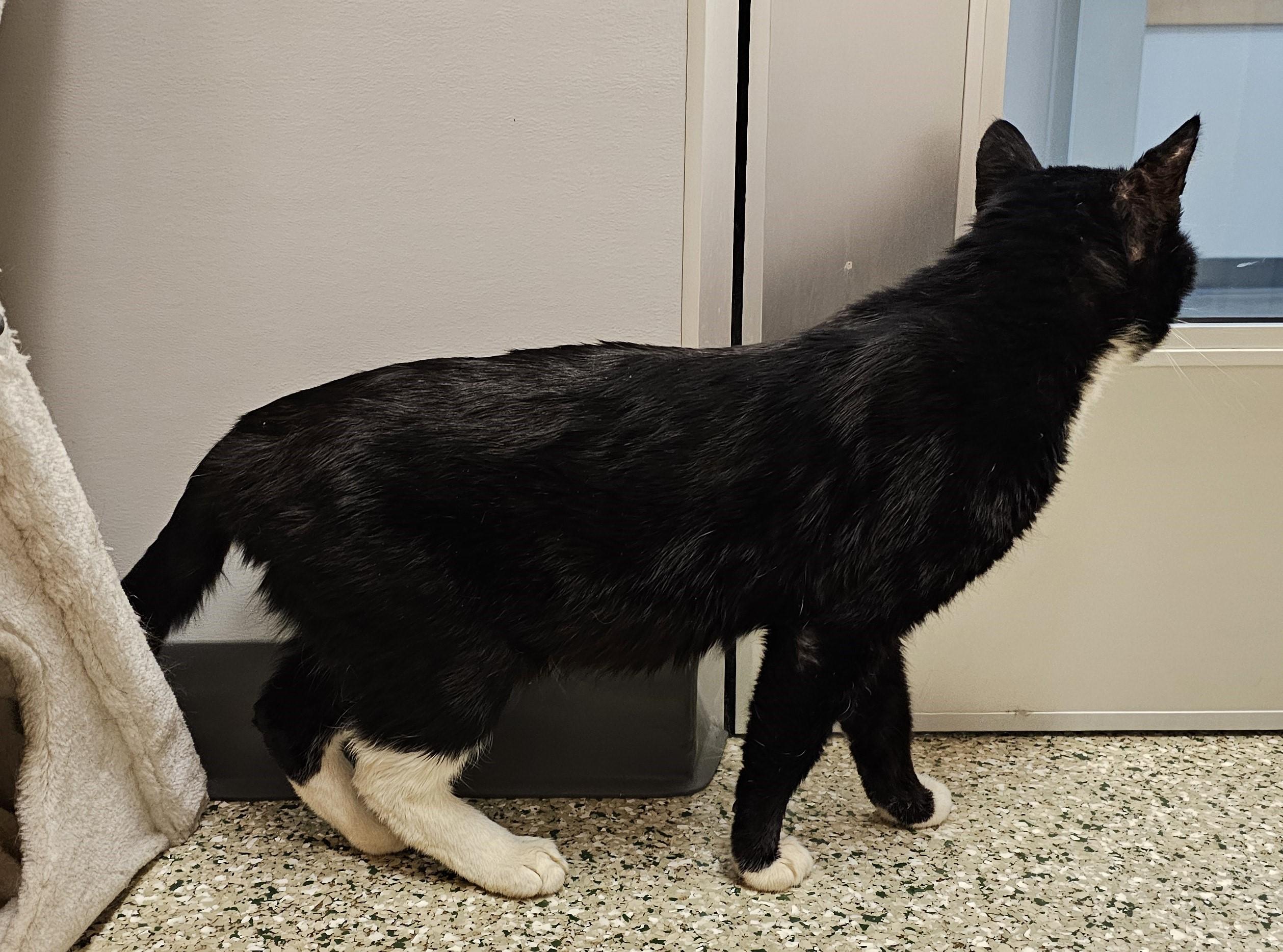 Bernard, an adoptable Domestic Short Hair in Cedar Rapids, IA image 2/6