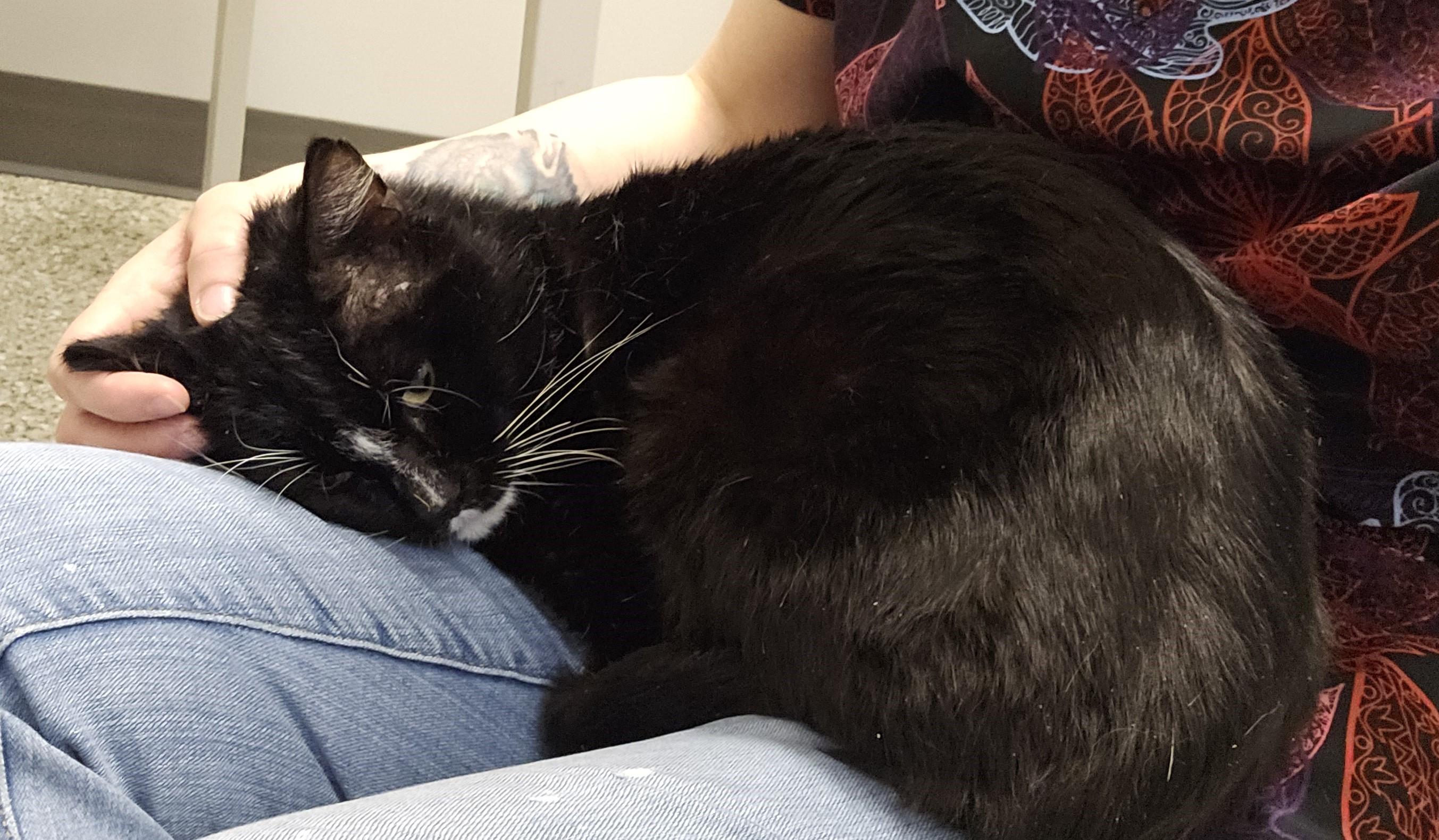 Bernard, an adoptable Domestic Short Hair in Cedar Rapids, IA image 3/6