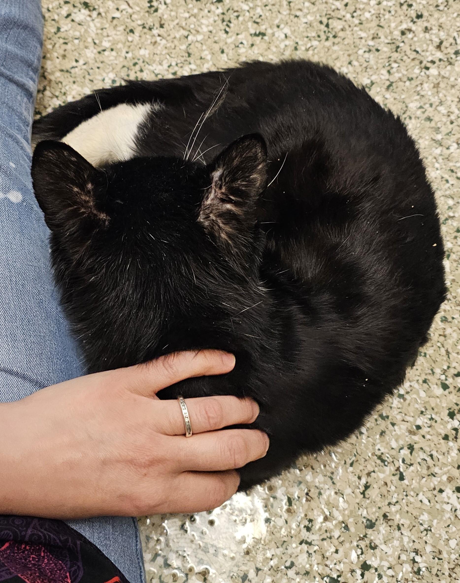 Bernard, an adoptable Domestic Short Hair in Cedar Rapids, IA image 6/6