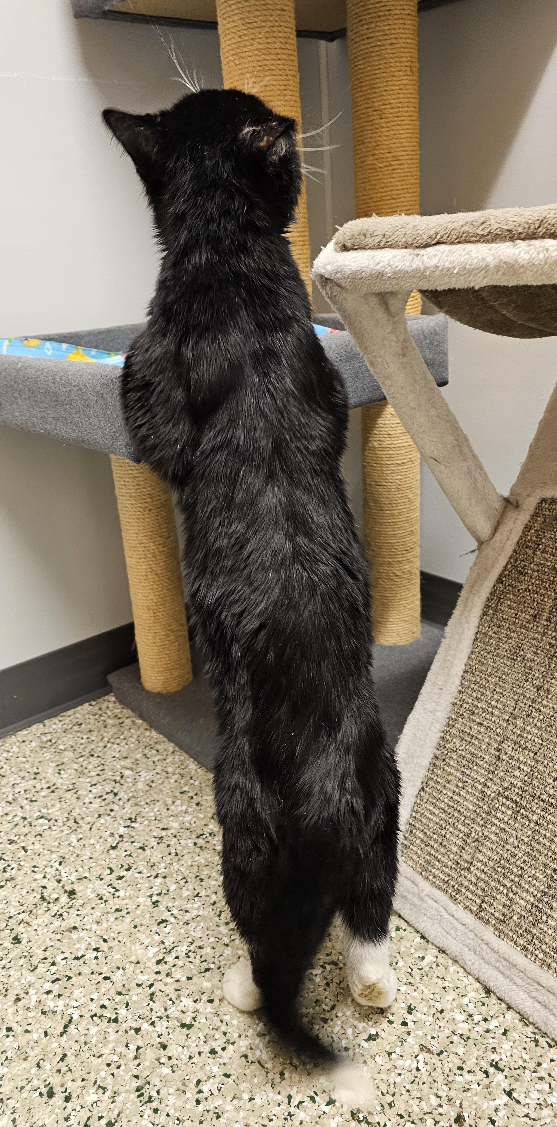 Bernard, an adoptable Domestic Short Hair in Cedar Rapids, IA image 4/6