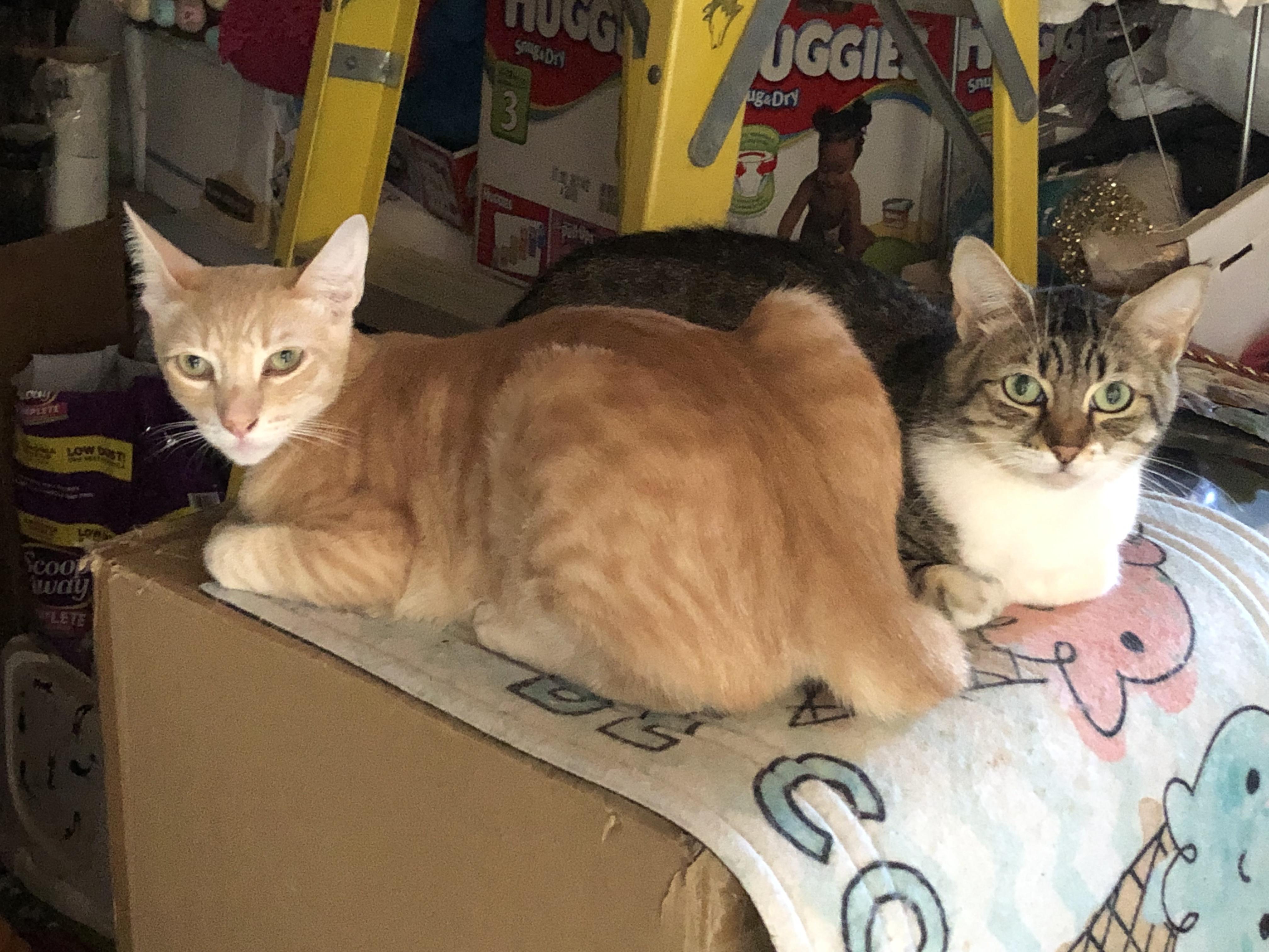 Griffin & Abby: Purrfect Companions in Search of a Forever Home