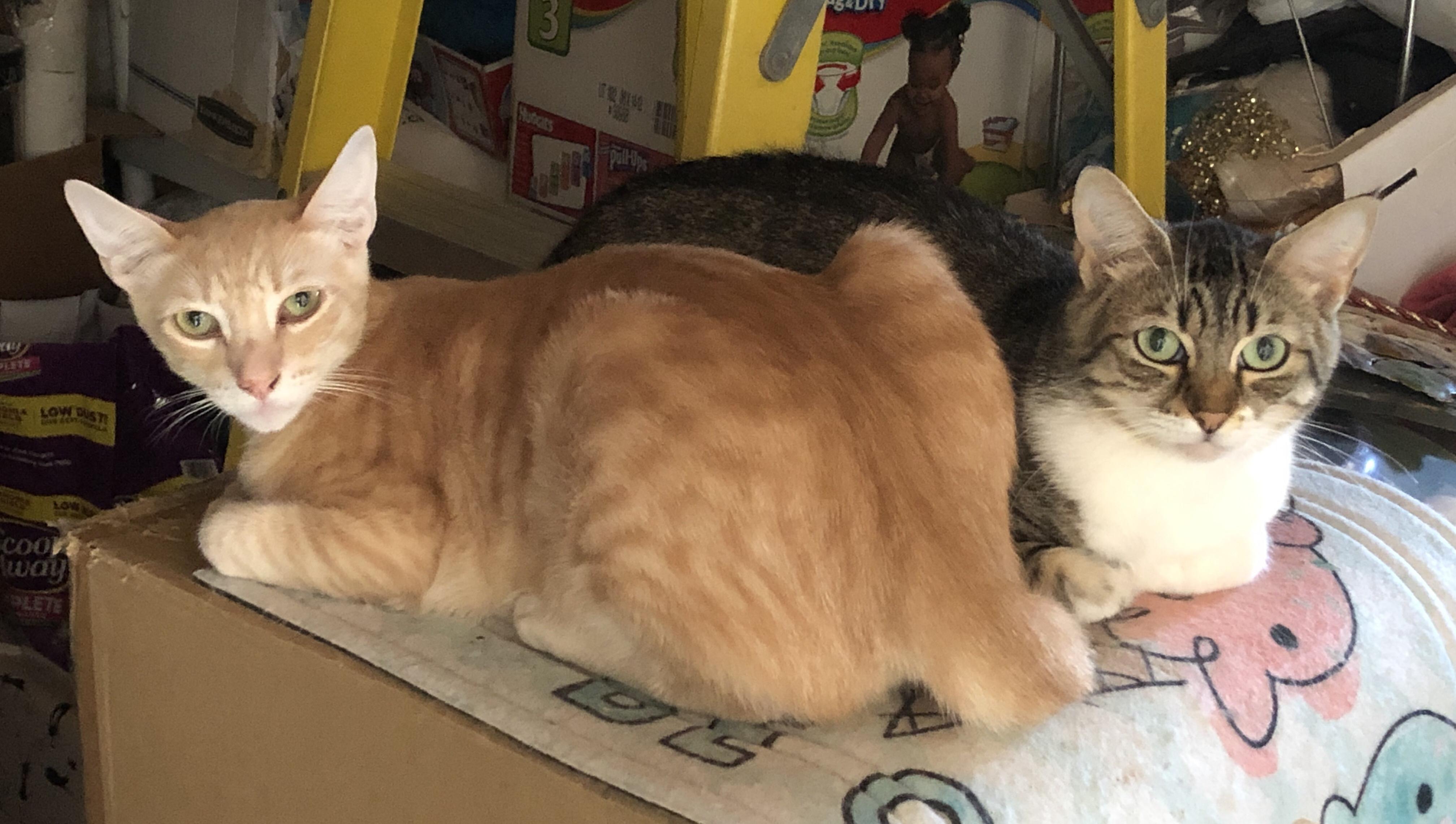 Griffin & Abby: Purrfect Companions in Search of a Forever Home