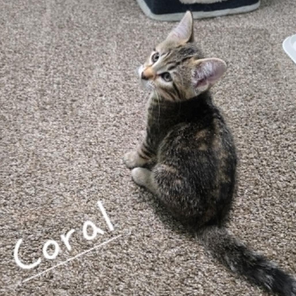 Coral, Adoptable, Kitten Female Domestic Short Hair.