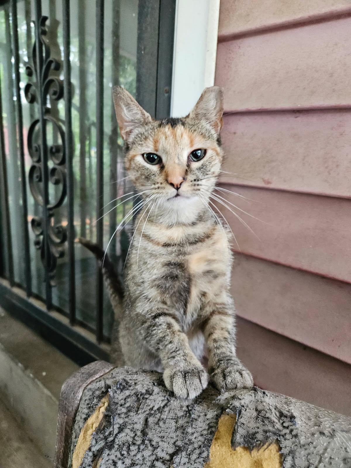 Mirra, adopted, Young Female Domestic Short Hair.